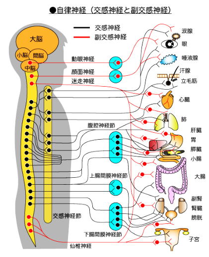 画像の説明